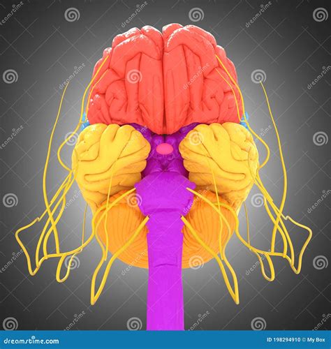 Human Brain Lobes Anatomy for Medical Concept 3D Stock Illustration ...