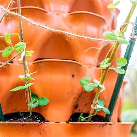 Growing Peas In Containers Easily - Sunny Home Gardens