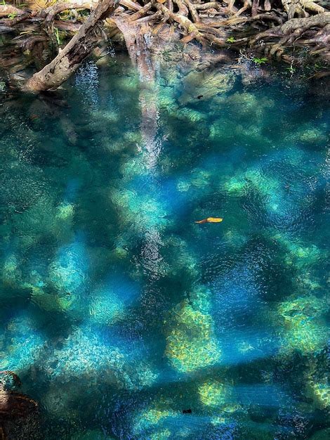 Premium Photo A Clear Water Flowing Through A Mangrove Forest