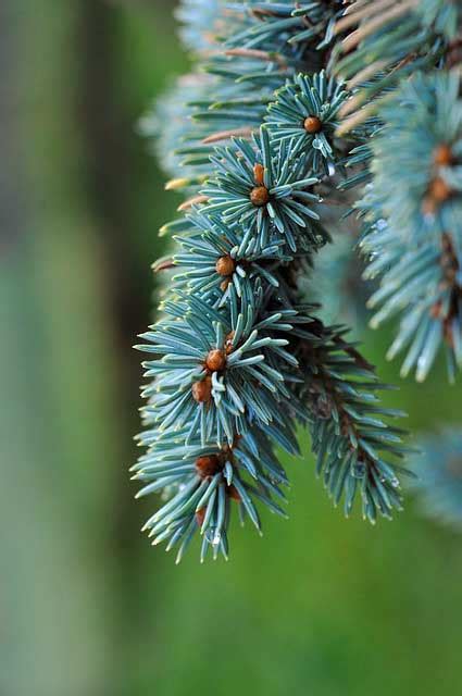 Weeping Blue Spruce For Sale | Compare Best Prices | Top Nurseries