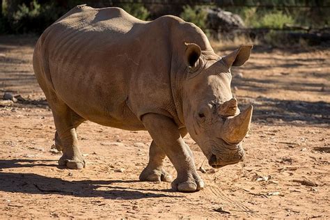 2023 Black And White Rhino Interactive And Day At Monarto Safari Park