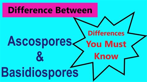 Ascospores And Basidiospores