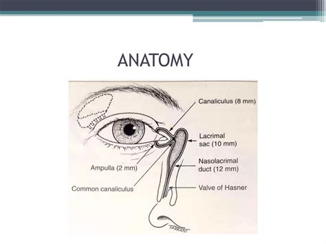 The Lacrimal System Diagnosis Management And Surg 1