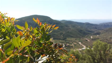 landscape, Mountain, Plants