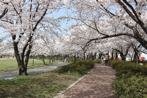 開成山公園･開成山大神宮の桜 福島県 【japan 47 Go】