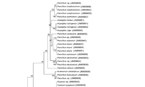 Phylogenetic Tree Of Endophytic Fungi With Rdna Its Sequences The