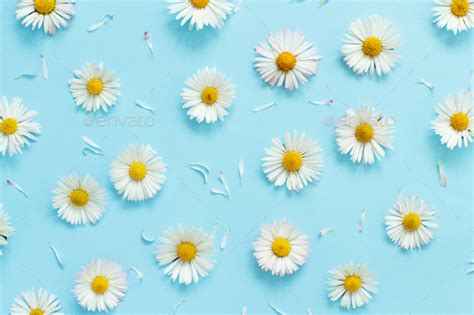 White Daisies On A Light Blue Background Stock Photo By Katrinshine