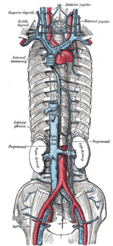 Inferior Vena Cava Function