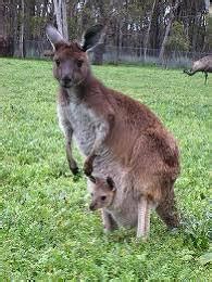 Strange Animals: Australia's Weird Animals