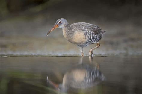 12 Impressive Types Of Marsh Birds A Z Animals