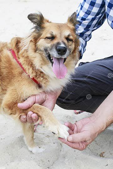 Dog With A Hurt Paw Stock Photo Image Of Care Beach 212571968