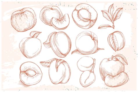 Peach Sketch Illustration - Design Cuts