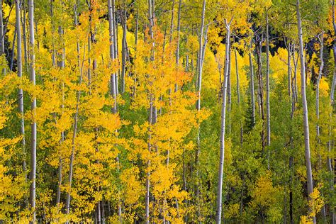 Grand Mesa Fall Colors // ADVENTR.co