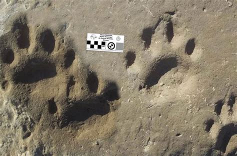 Las Primeras Huellas Del Tigre Dientes De Sable Están En Miramar El