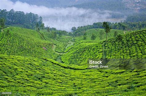 Tea Plantations In Munnar Kerala India Stock Photo - Download Image Now