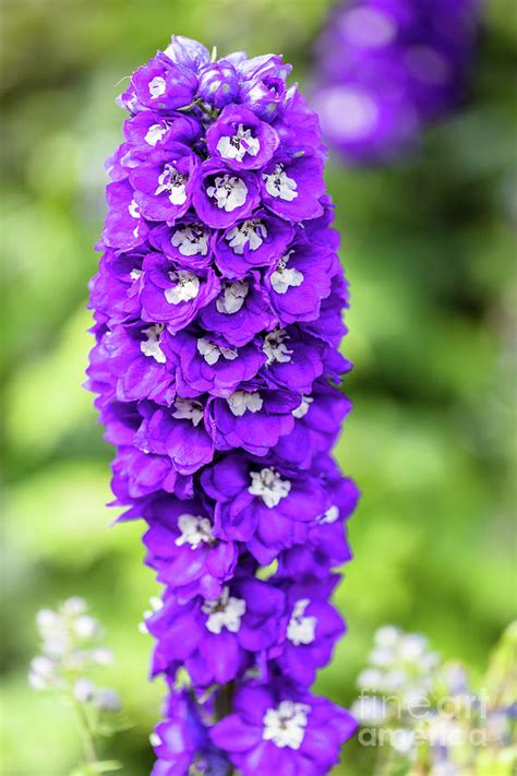 Purple Larkspur Plant Photograph by Janice Noto