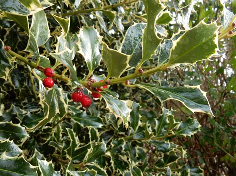 Stechpalmen Hecke Pflanzen Und Pflegen Ilex