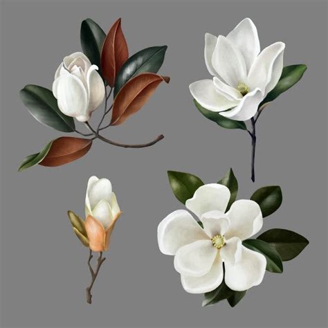 Premium Vector Hand Drawn Illustrations Of Cute Realistic Magnolias