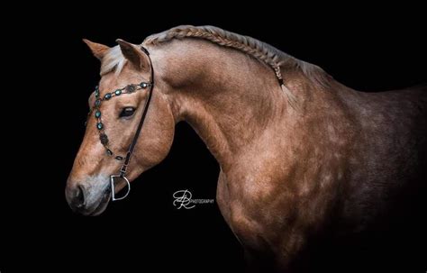 Canadian Horse - Western States Horse Expo