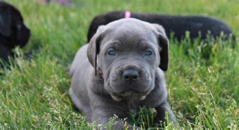 Cane Corso Puppies: Features Of Selection, Feeding And Care Pets Feed