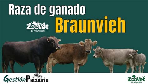 Raza bovina Braunvieh Información Actualizada