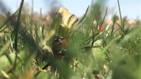 Lady Bug Porn YouTube
