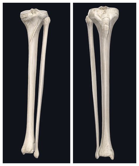 Diagram Of Tibia Fibula Patella Quizlet