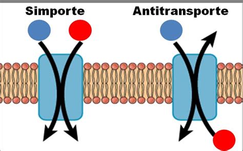 Transporte Ativo Resumo Tipos E Exemplos Toda Matéria