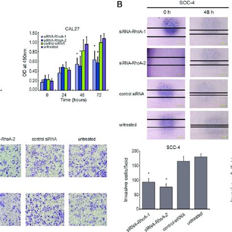 Rhoa Knockdown Leads To Inhibition Of Tscc Cell Proliferation