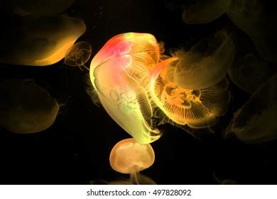 809 Pink Moon Jellyfish Images, Stock Photos, 3D objects, & Vectors ...