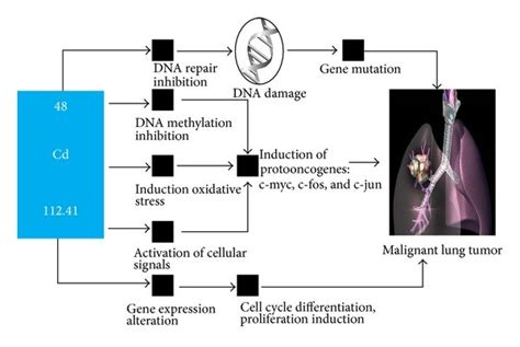 Cd As A Carcinogenic Agent In Cellular Pathways 11 Line With Arrow