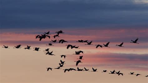 Climate Change Messing Up Birds’ Migration Patterns – Courthouse News Service