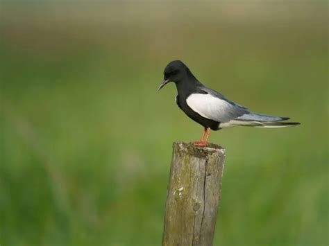 Chlidonias leucopterus Animalia bio의 사실 다이어트 서식지 및 사진