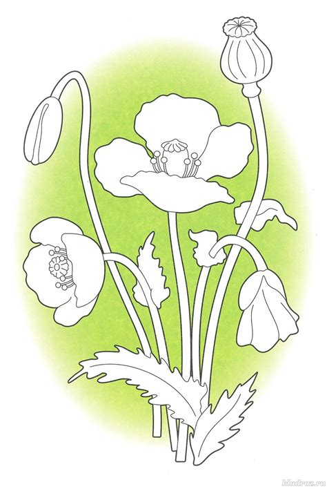Детские раскраски. Маки. Это мак – яркий огненный цветок. Цветут маки ...