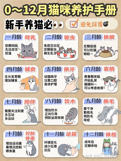 新手养猫👀0～12月猫咪养护手册📕🐈 知乎