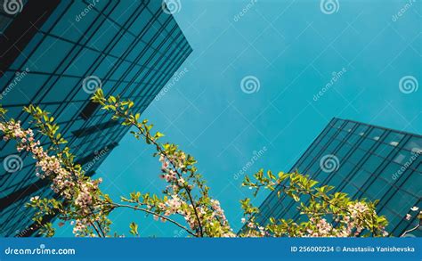 Timelapse Modern Office Building Exterior With Glass Facade And Cherry