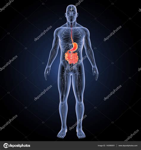 Digestive System Anterior View Stock Photo By Sciencepics 143090051