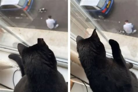 Katze Ist Empört Als Sie Sieht Was Ihr Besitzer Unten Auf Der Straße Macht