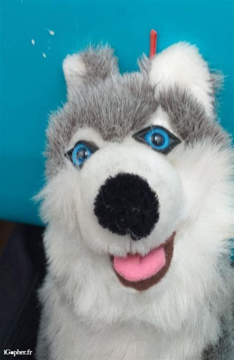 Peluche Chien Husky 26 Cm IGopher Fr