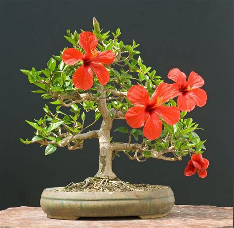 hibiscus plant tree 6