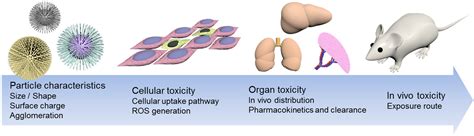 Nanomaterials Free Full Text Role Of Physicochemical Properties In Nanoparticle Toxicity