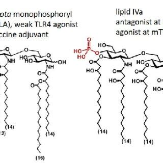 Chemical structure of several lipid A variants. | Download Scientific ...