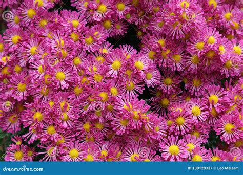 Chrysanthemum of Different Colors Stock Image - Image of flower, colors ...