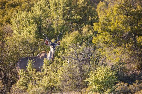 South Africa Rooiberg Greater Kudu Tragelaphus Strepsiceros Stock Photo