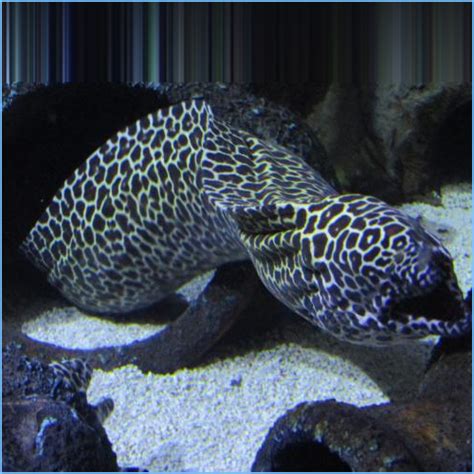 Leopard Moray Eel or Dragon Moray Eel | Pete's Aquariums & Fish