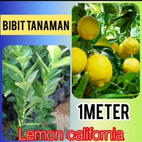 Jual Bibit Jeruk Lemon California Meter Kilo Bisa Bibit Shopee