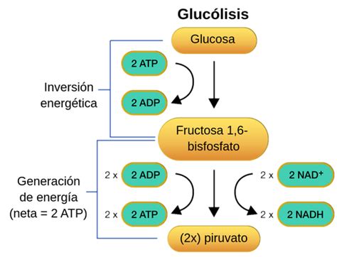 Fases De La Gluc Lisis Labster Theory