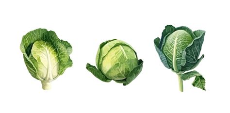 Premium Vector | Cabbage clipart isolated vector illustration