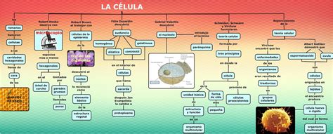 Bioprofe Mapa Conceptual De La Celula Images And Photos Finder Porn