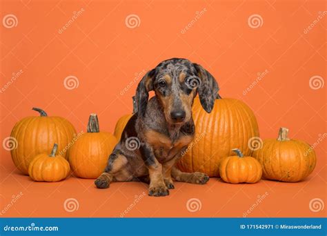 Cute Dachshund Puppy Sitting Between Orange Pumpkins On An Orange